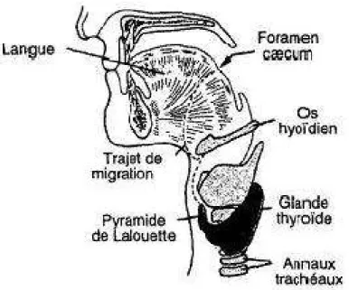 Fig2 : trajet de migration de la thyroïde 