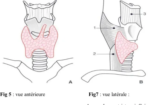 Fig 5 : vue antérieure                                 Fig7 : vue latérale : 