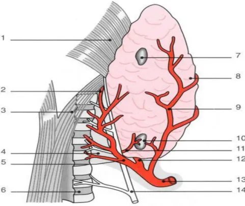 Fig6 : vue postérieure  du lobe latéral droit montrant la lame   vasculaire inférieure et le ligament latéral  de gruber