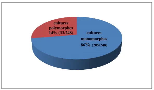 Figure 7 : Fréquences des cultures polymorphes dans l'ensemble des cultures positives 
