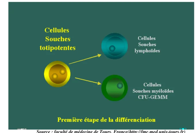 Fig 2 : Première étape de la différenciation 