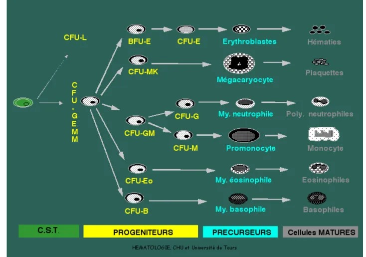 Fig 3 :Schéma simplifié de l’hématopoïèse 