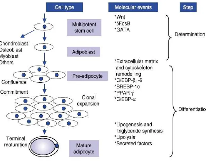 Fig 7: Schéma de la détermination et différentiation de l’adipocyte. 