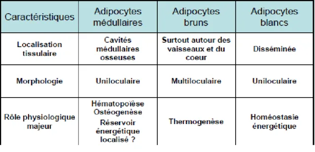 Fig 8 :Tableau comparatif entre adipocytes médullaires et extramédullaires . 