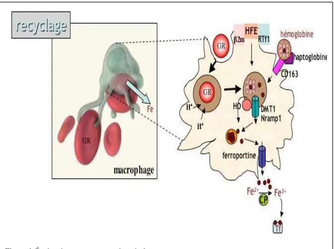 Figure 4. Érythrophagocytose et recyclage du fer 
