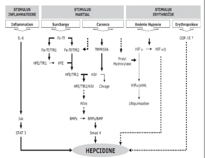 Figure 5.a. Schéma de régulation de l’hepcidine. Stimulus inflammatoire : l’inflammation stimule la  production d’hepcidine par l’intermédiaire des cytokines, en particulier, IL-6 qui se fixe sur des récepteurs  Jak et induit une surexpression de l’hepcidi