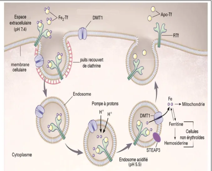 Figure 6. Endocytose du fer lié à la Tf par TfR 