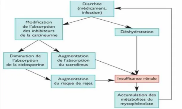 Figure 14 : Implications de la diarrhée chez un patient transplante rénal sous  traitement immunosuppresseur d’inhibiteur de calcineurine et mycophénolate 