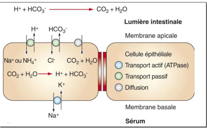 Figure 4 : Mécanisme inhibiteur compétitif de la pompe à Na + /H +  intra-intestinal  par  les  dérivations  urinaires