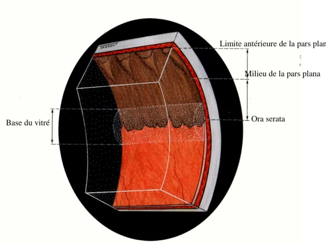 Figure 8 : Les adhérences du vitré  