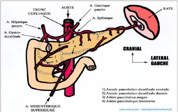 Figure n°1(d): vascularisation du bloc duodéno-pancréatique.  