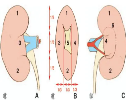 Figure 1 : Morphologie externe du rein droit(1). 
