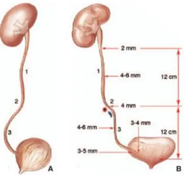 Figure 6 : l morphologie externe des uretères sur une vue sagittale latérale (a) et sur une  vue de face (b) (1)