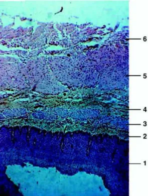 Figure 1. Coupe histologique de la paroi œsophagienne. 