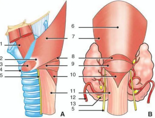 Figure 2. Jonction pharyngo-œsophagienne. 