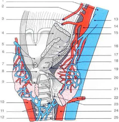 Figure 2 : Rapports du corps thyroïde sur une vue antérolatérale gauche. L'isthme du corps  thyroïde et le ligament médian de Gruber ont été sectionnés sur la ligne médiane