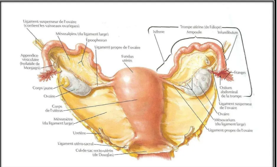 Figure 1: Vue postérieure montrant la configuration externe de l’utérus[44] 