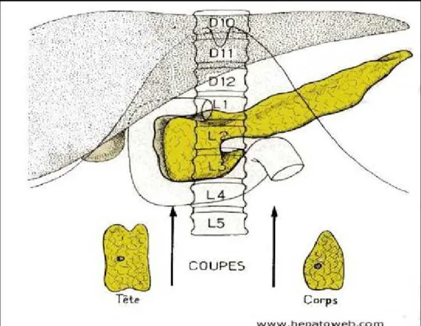 Figure 3 : Situation générale du pancréas par rapport à la colonne vertébrale. 