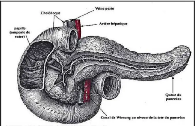 Figure 5 : vue antérieure du pancréas schématisant la configuration externe de  la glande (118) 