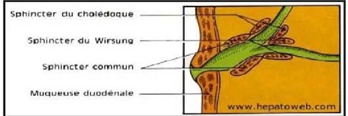 Figure 6 : Coupe frontale de l’ampoule de Water schématisant les sphincters des  canaux excréteurs du pancréas