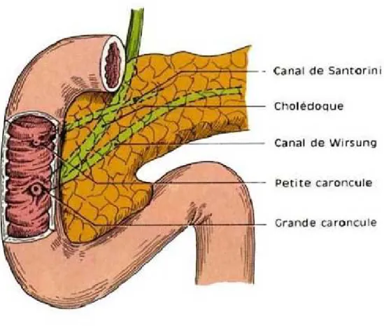 Figure 7 : Vue antérieure du pancréas montrant les canaux excréteurs du  pancréas. 