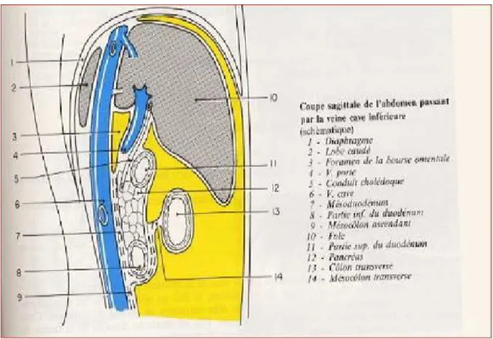 Figure 10 : Coupe sagitale de l’abdomen passant par la veine cave inférieure  (116) 