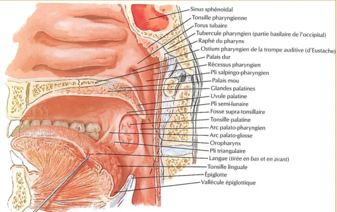 Figure n°2  :  coupe médiane (sagittale) du pharynx . 