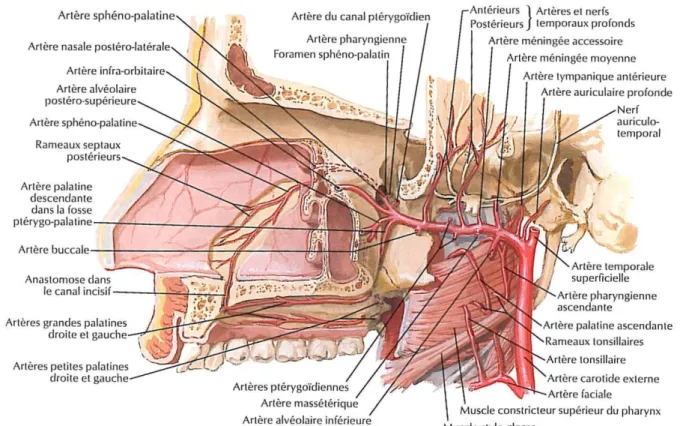 Figure n°6  :  trajet de l’artère maxillaire 