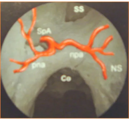 Figure n°8 : Coupe schématique de la fosse nasale droite montrant l’émergence de  l’artère sphénopalatine du trou sphénopalatin