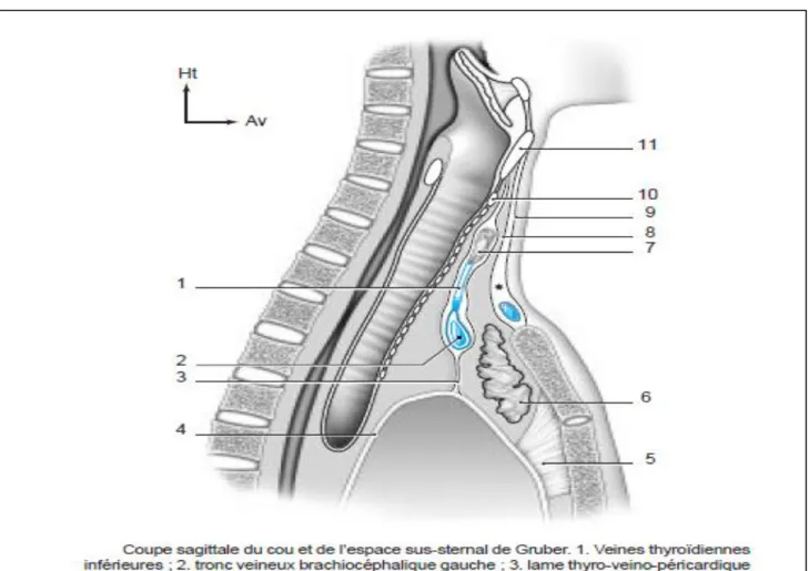 Figure 2-a :rapports latéraux de la trachée cervicale [126] 