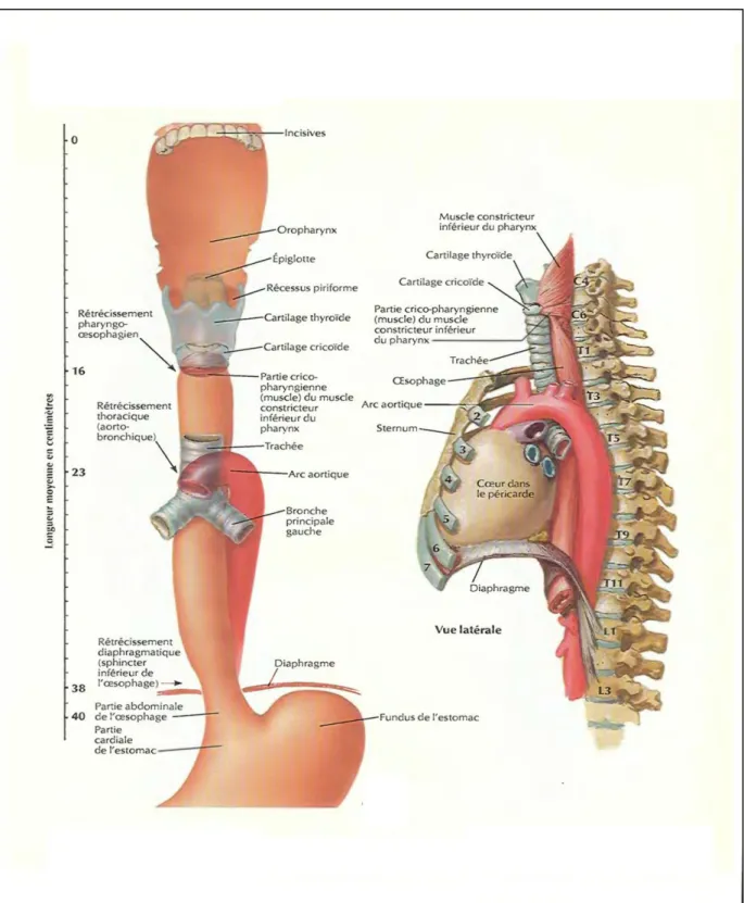 Figure 3-b : rapport antérieurs de la trachée thoracique [124] 