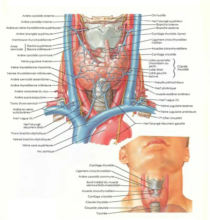 Figure 4-b : vascularisation de la trachée [124] 
