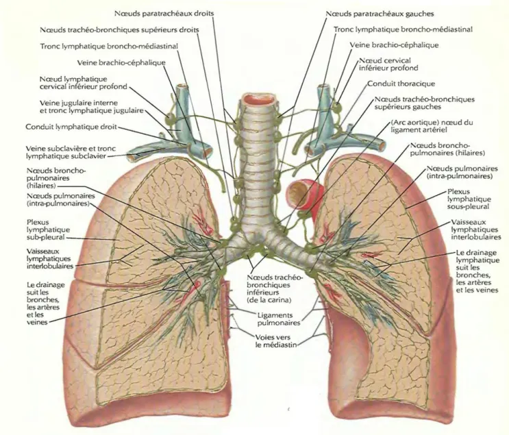 Figure 5 : Drainage lymphatique de l’arbre trachéo-bronchique [124] 