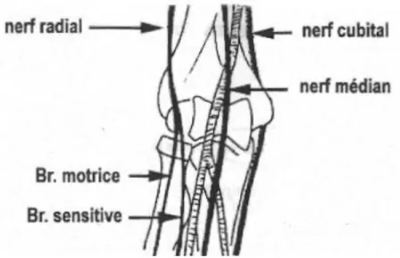 Figure n° 7 : Innervation du coude: vue antérieure 