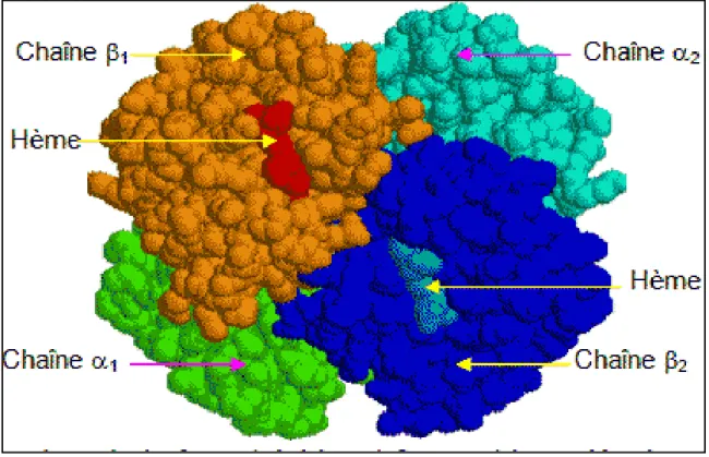Figure 7 : Structure quaternaire de la molécule d’hémoglobine [12 ]. 