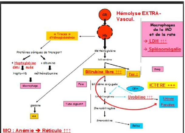 Figure 12 : Hyper-hémolyse extra- vasculaire [18]. 