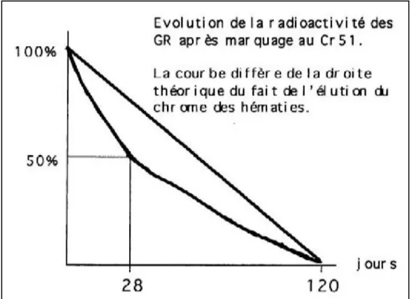 Figure 16 : Evolution de la radioactivité des GR après marquage au Cr 51[24]. 