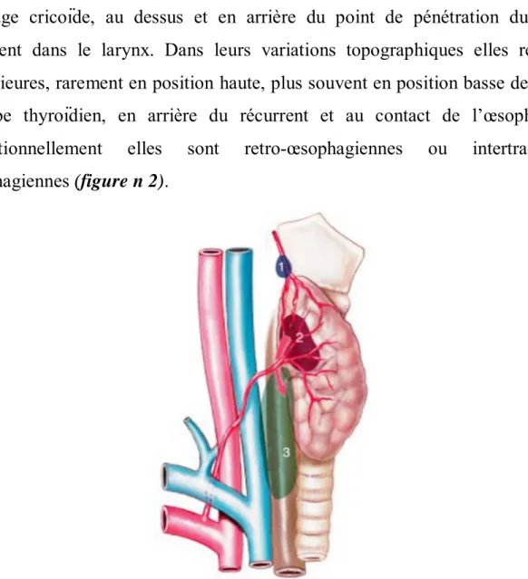 Figure n 2 : Variations topographiques des parathyroïdes supérieures : 