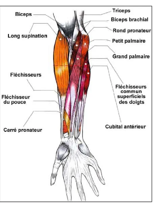 Fig 6 : les muscles de la région antérieure de l’avant-bras [3] 