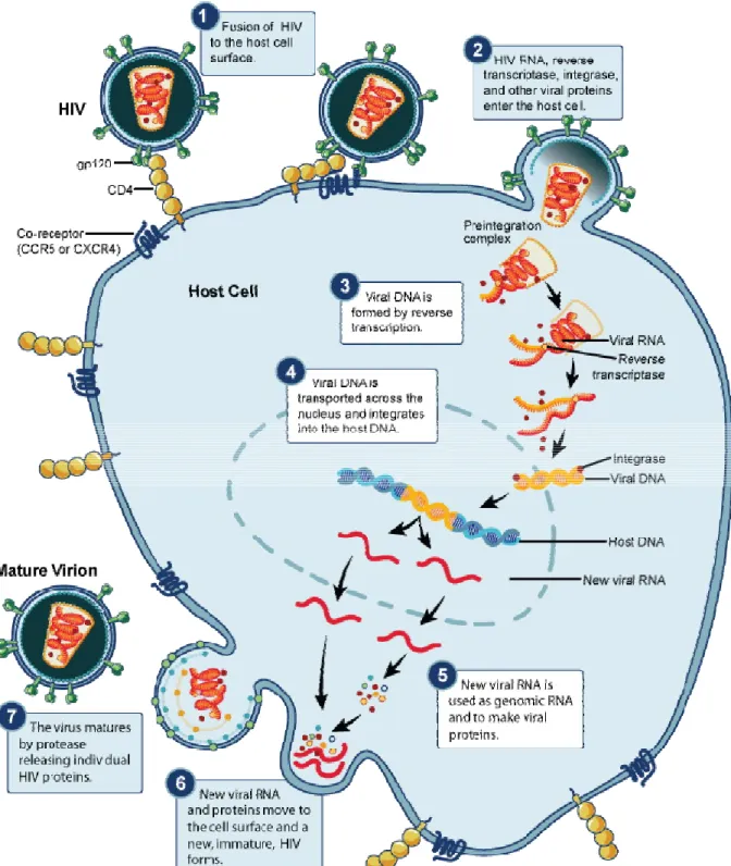 Figure .2 : Cycle de réplication du VIH et cible des antirétroviraux. 