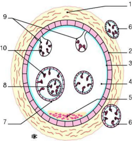 Figure 1: structure du kyste hydatique. [19] 