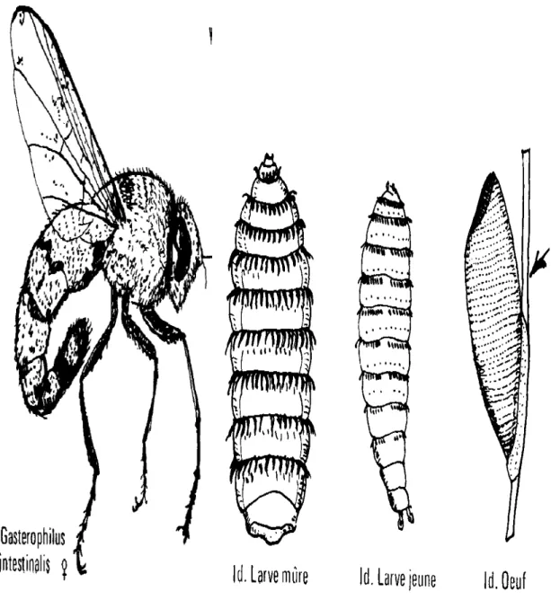 Figure 4: Femelle et les différentes larves de Gasterophilus (49). 
