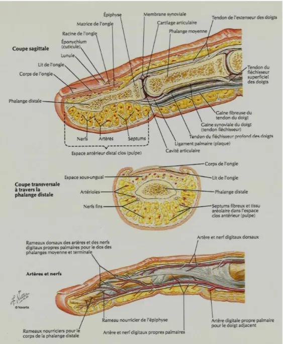 Fig. 2 : Doigt. Structure et Vascularisation 