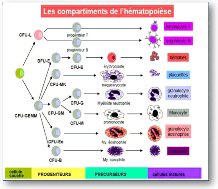 Figure 4 : les étapes de l’hématopoïèse [79