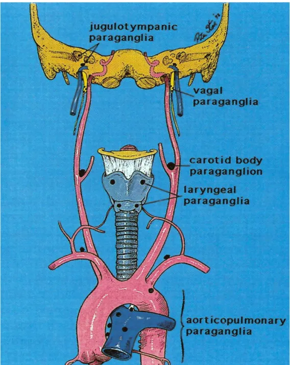 Figure 1: Schéma illustrant les localisations paraganglionnaires cervico-céphaliques et  thoraciques les plus fréquentes [5] 