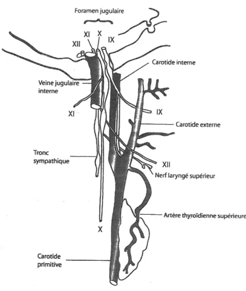Figure 2: Anatomie normale de la région [15] 