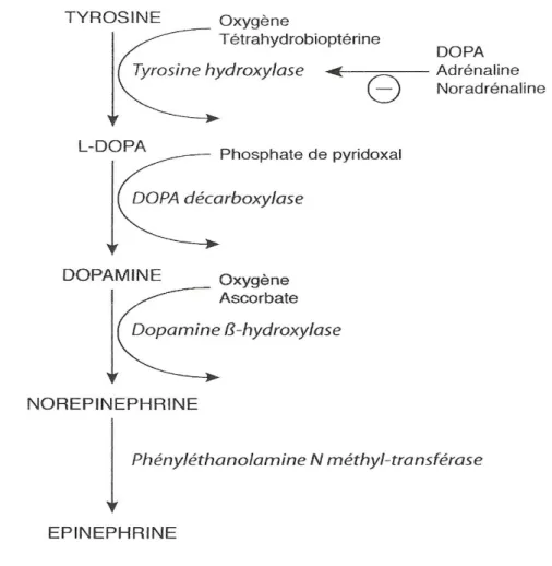 Figure 4: Métabolisme des catécholamines [15] 