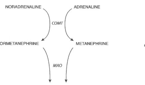 Figure 5: Le catabolisme des catécholamines [15] 