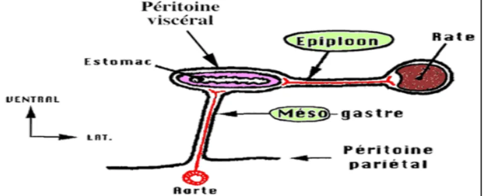 Figure 1 : Schématisation du péritoine 