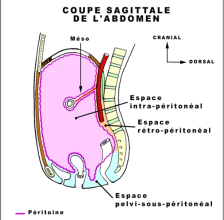 Figure 2 : Coupe sagittale de l’abdomen 